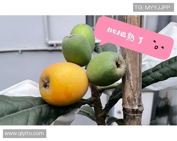 开拓者花式水果问答，小杨选择成独苗，众将选择常规，瀚森选择反差感拉满